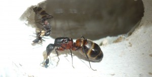 [Blog] Camponotus cruentatus - un blog de LEST, 1.jpg