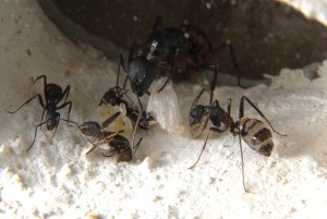 [Blog] Camponotus cruentatus - un blog de LEST, p3.jpg