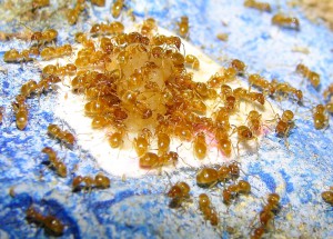 Mes Lasius flavus, Lasius flavus1.jpg