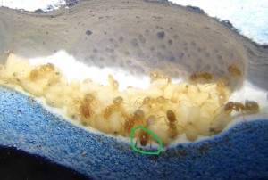 Mes Lasius flavus, Lasius flavus2.jpg