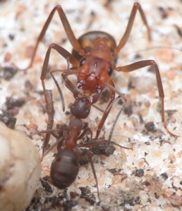 Mes Lasius flavus, ft.jpg