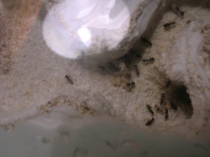 Oeufs, larves  et cocons, [Blog] Inti-yo-kan - Lasius niger (Albancocololo)