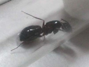 Aide pour une Camponotus, Photo0503__1342639799_93.28.103.252.jpg