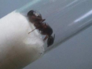 Aide pour une Camponotus, Photo0505__1342639886_93.28.103.252.jpg