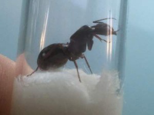 Aide pour une Camponotus, Photo0512__1342639978_93.28.103.252.jpg
