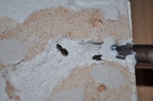 trete, Module fondation 4 places