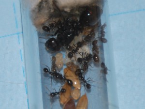 [Blog] Messor barbarus (FunkyAnts), CSC_1011.JPG