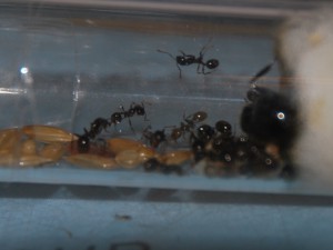 [Blog] Messor barbarus (FunkyAnts), CSC_1012.JPG