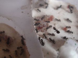 larves qui mangent, [Blog] Les débuts de colonies de myrmica 90