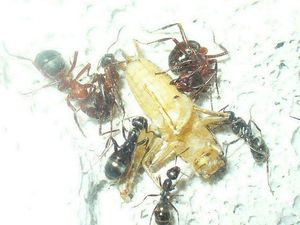 Fiche Formica sanguinea, formica sanguinea 2.jpg