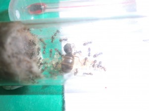 Pepette avec +/- 30 ouvrières, [Blog] Les Lasius niger d'Arthur (Thu-thur)
