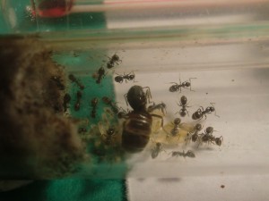 Pepette avec +/- 30 ouvrières, [Blog] Les Lasius niger d'Arthur (Thu-thur)