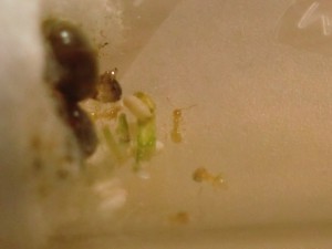 Aussi petites que belles !, [Blog] Les Lasius sp. jaunes d'Arthur (Thu-thur)