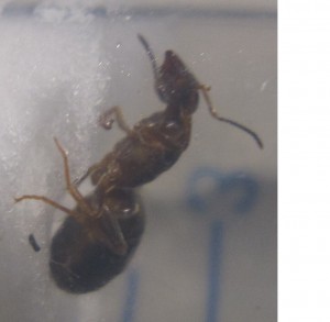 [Lasius] Gyne trouvée dans la région Lyonnaise, vue profil 2.jpg