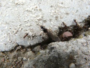 Rapport essaimages 2012, 562677001343857668images1[1].jpg