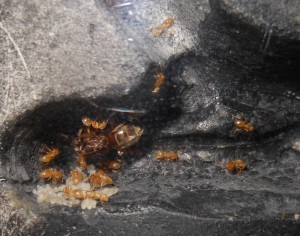 [Blog] Iris, Reine Lasius flavus, 1.jpg