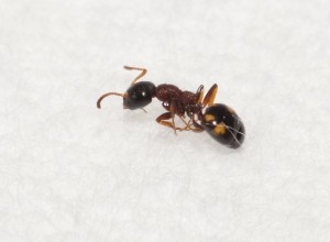[Dolichoderus quadripunctatus] Identification d'une fourmi de Lozère, DSC08104.JPG