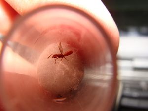 Ponera ?, DSC00682.jpg