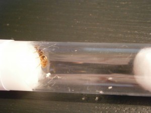 [Blog] Mes premières reines Lasius sp et l'évolution des "futures" colonies, P8080214.JPG