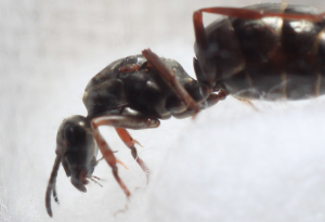 Identification: Formica ?, 2.png