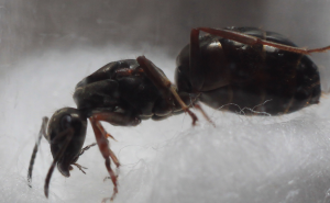 Identification: Formica ?, 3.png