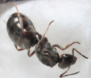 Identification: Formica ?, 4.png