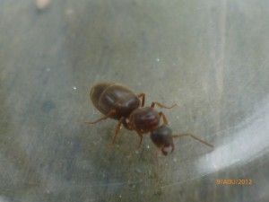 une vue de face/profil, **fin**[Lasius cf emarginatus] une reine chez mes voisins