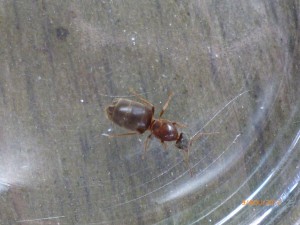 une vue de dessus, **fin**[Lasius cf emarginatus] une reine chez mes voisins