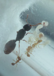 Pheidole pallidula ?, [Tetramorium] Identification approfondie