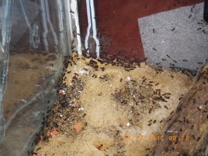 **fin**[BLOG] Crematogaster rogenhoferi de Dany, IMGP2204.JPG