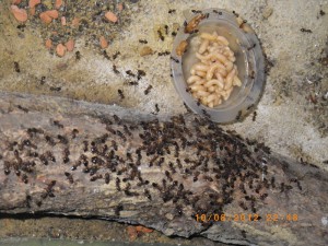 **fin**[BLOG] Crematogaster rogenhoferi de Dany, IMGP2237.JPG