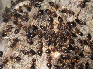 **fin**[BLOG] Crematogaster rogenhoferi de Dany, IMGP2241.JPG