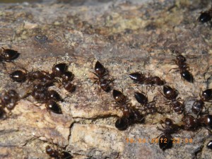 **fin**[BLOG] Crematogaster rogenhoferi de Dany, IMGP2242.JPG