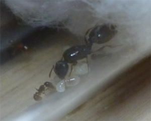Pheidole pallidula ?, [Tetramorium] Identification approfondie