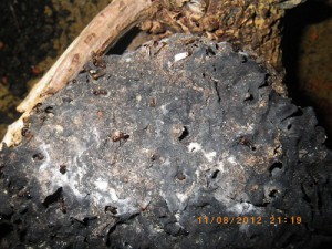 **fin**[BLOG] Crematogaster rogenhoferi de Dany, IMGP2254.JPG