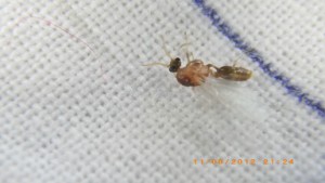 **fin**[BLOG] Crematogaster rogenhoferi de Dany, IMGP2257.JPG