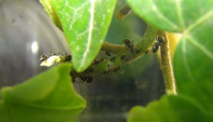 Elevage de pucerons made in Seednoir, Lasius niger pucerons3.jpg
