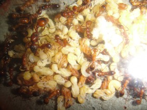 [Blog] Manica rubida de Boubou, DSC01807.jpg