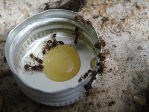 [Blog] Manica rubida de Boubou, DSC01831.jpg