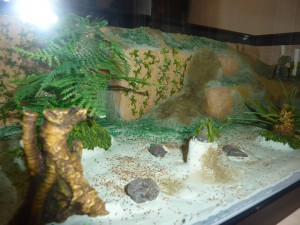 Mon 2eme Terra (XL) pour Camponotus ligniperdus (petit tuto), 11.JPG