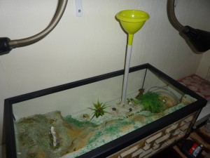 Mon 2eme Terra (XL) pour Camponotus ligniperdus (petit tuto), 17.JPG