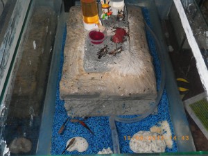 **fin**[BLOG] Crematogaster rogenhoferi de Dany, IMGP2258.JPG