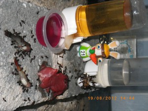 **fin**[BLOG] Crematogaster rogenhoferi de Dany, IMGP2261.JPG