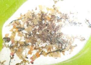 l'intrus est fléché, Ver(s) dans ma fourmilière