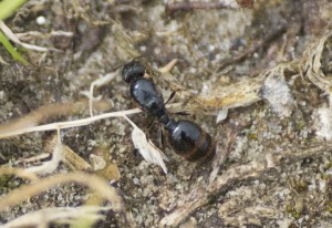 Le coup de foudre !, [Blog] Les Tetramorium sp. de Symbiosis