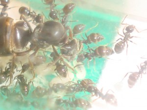 Pepette, ses filles et..., [Blog] Les Lasius niger d'Arthur (Thu-thur)