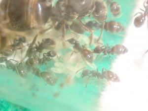 ...son couvain !, [Blog] Les Lasius niger d'Arthur (Thu-thur)