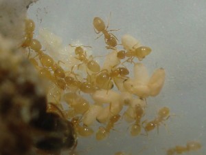 ...son couvain allégrement étalé !, [Blog] Les Lasius sp. jaunes d'Arthur (Thu-thur)