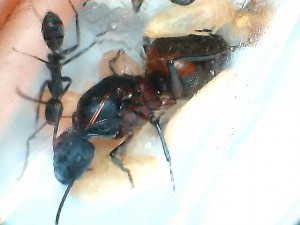 [Blog] Les Camponotus de Joshua34, Cruentatus gyne.jpg