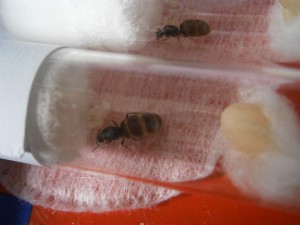 [Blog] Mes premières reines Lasius sp et l'évolution des "futures" colonies, P8280258.JPG